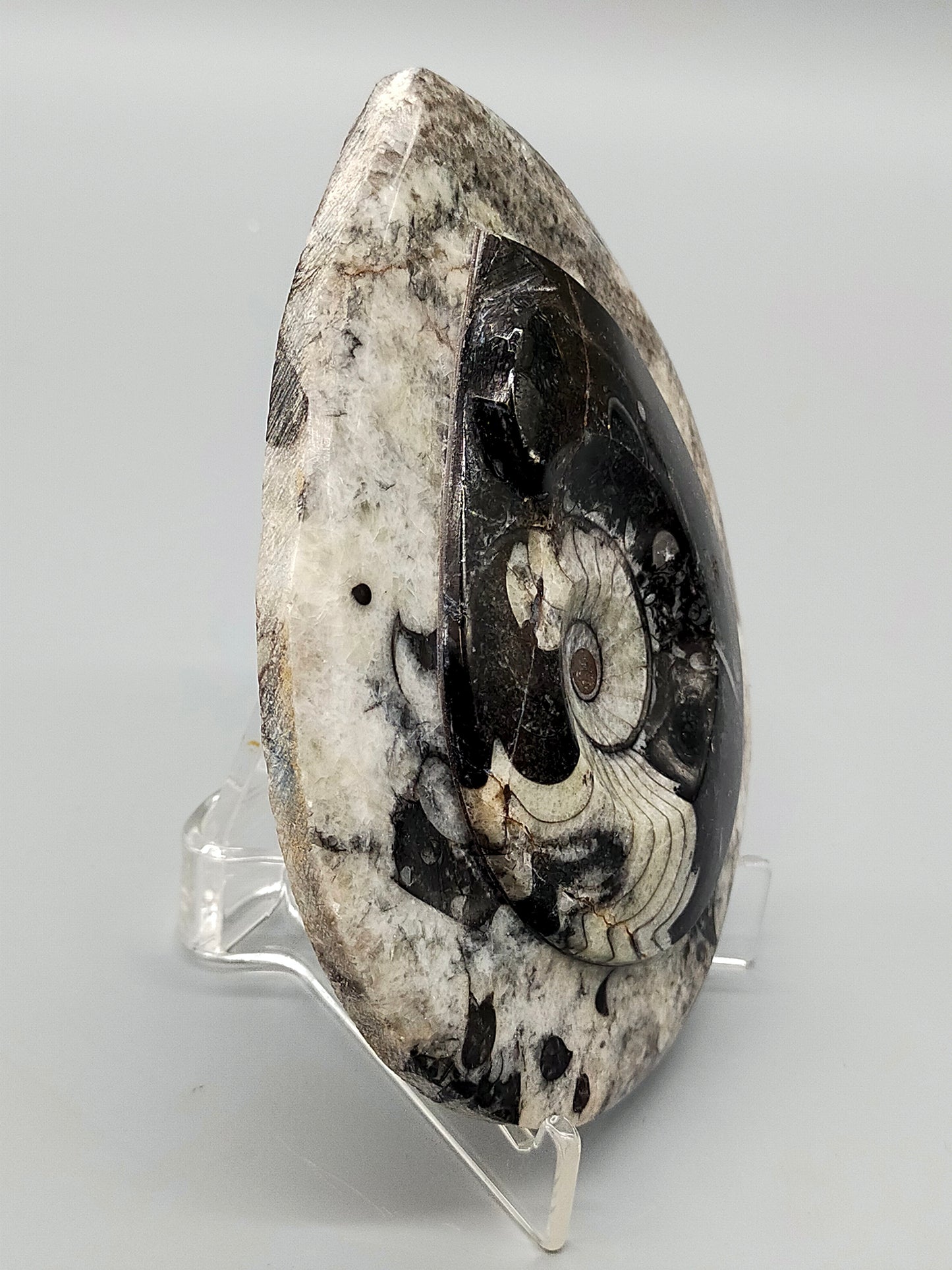 Polierter Goniatit Ammonit Fossil aus Marokko