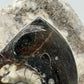 Polierter Goniatit Ammonit Fossil aus Marokko