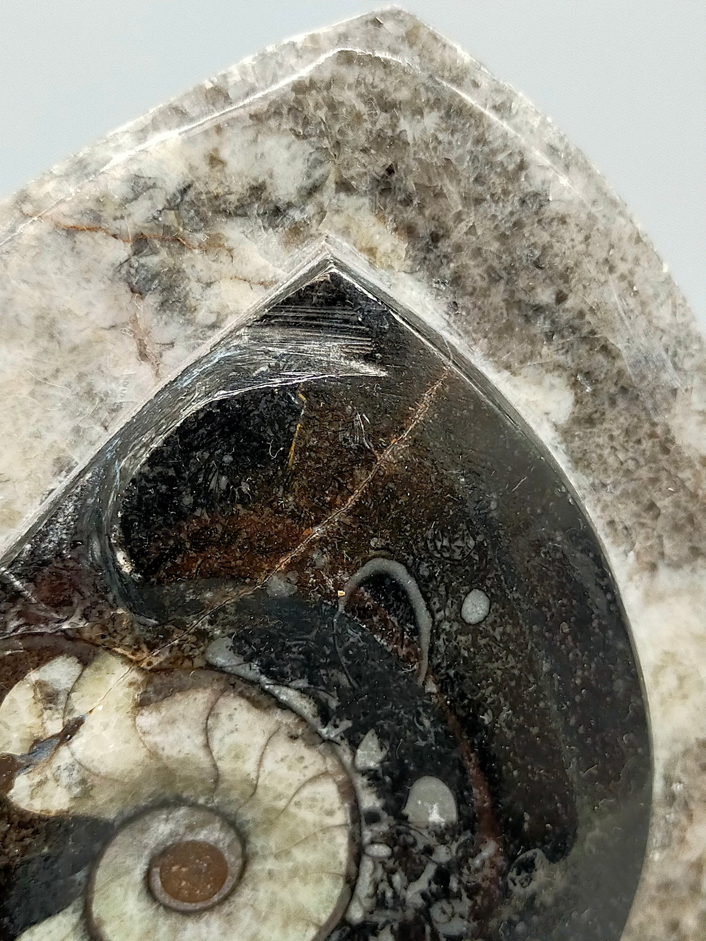 Polierter Goniatit Ammonit Fossil aus Marokko
