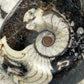 Polierter Goniatit Ammonit Fossil aus Marokko