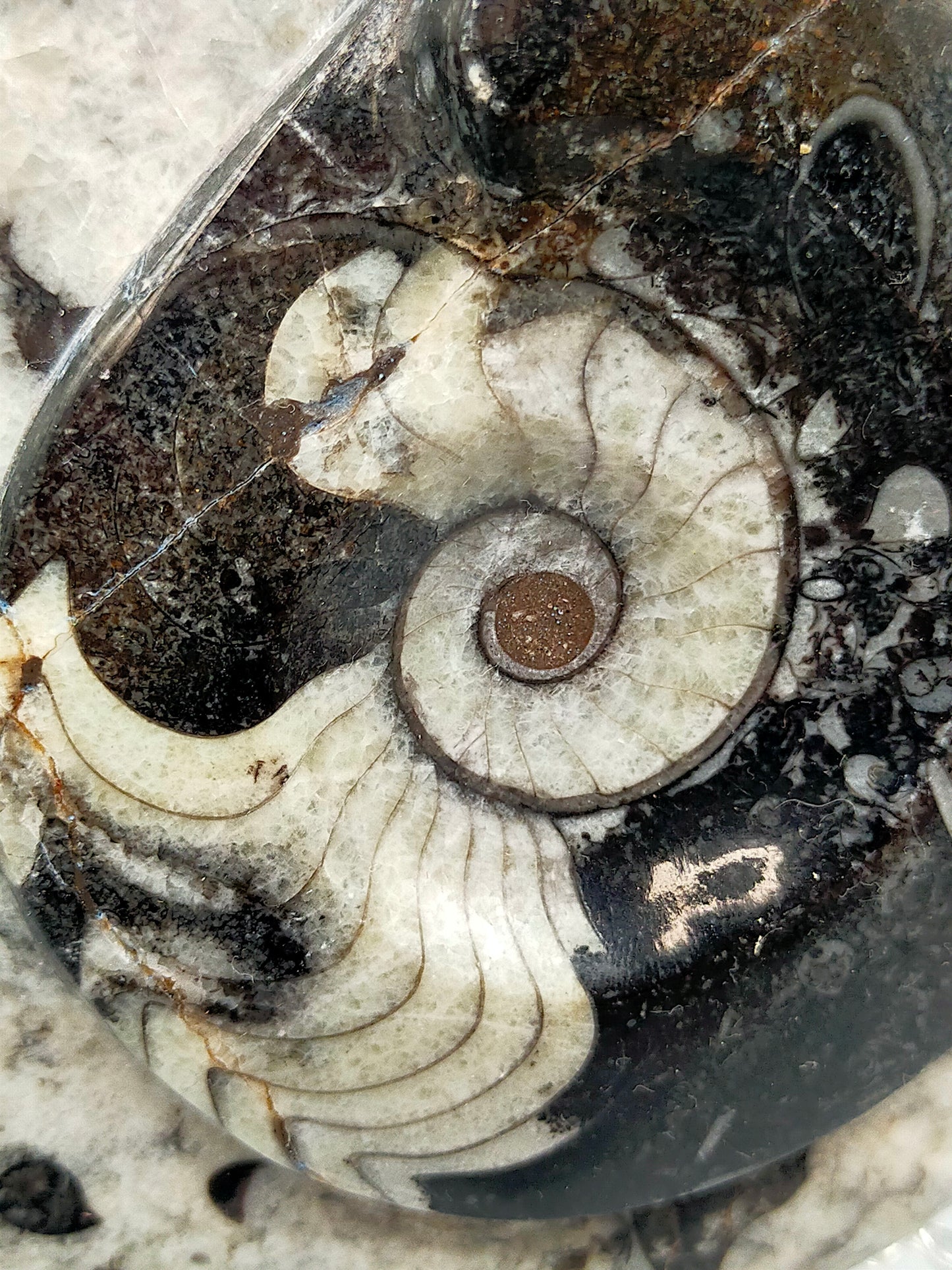 Polierter Goniatit Ammonit Fossil aus Marokko