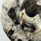 Polierter Goniatit Ammonit Fossil aus Marokko