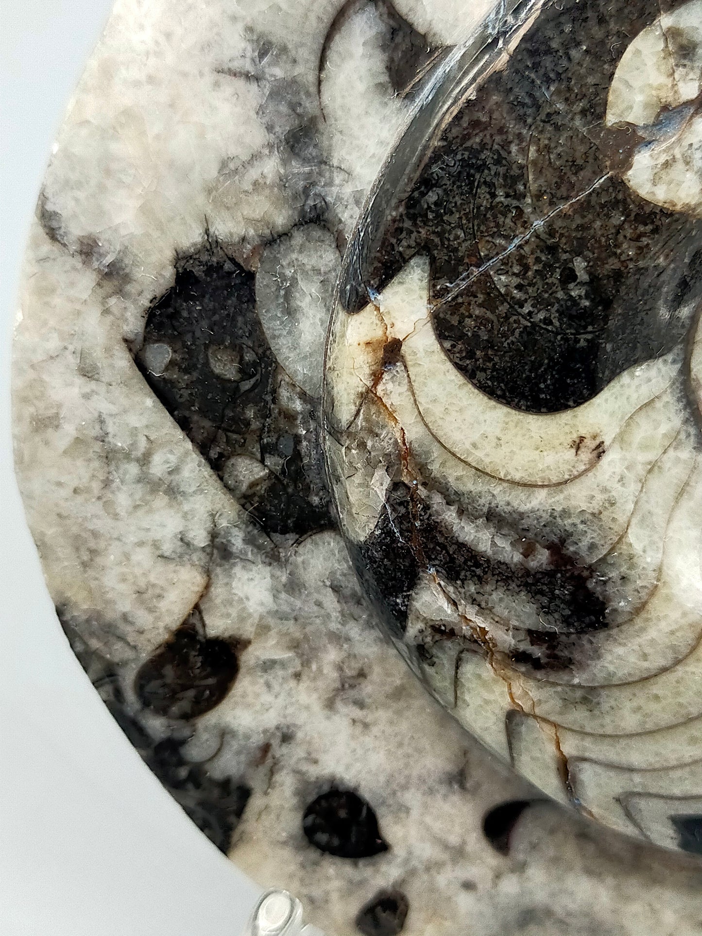 Polierter Goniatit Ammonit Fossil aus Marokko