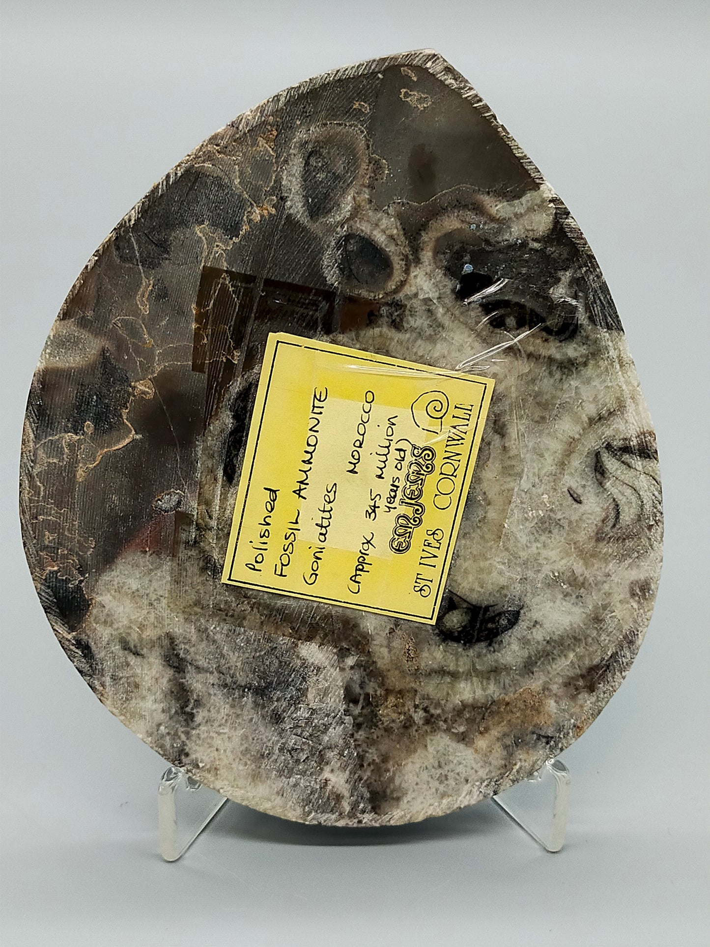 Polierter Goniatit Ammonit Fossil aus Marokko