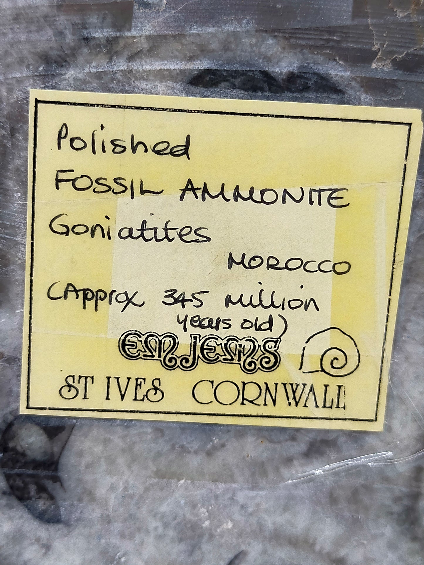Polierter Goniatit Ammonit Fossil aus Marokko
