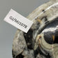 Polierter Goniatit Ammonit Fossil aus Marokko