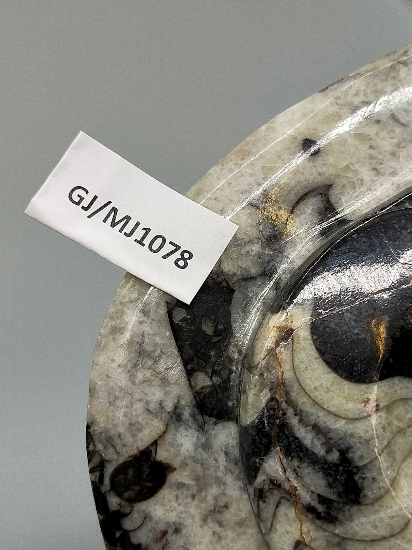 Polierter Goniatit Ammonit Fossil aus Marokko