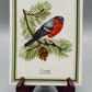 Tettau Porzellanbild Dompfaff Limitierte Singvögel