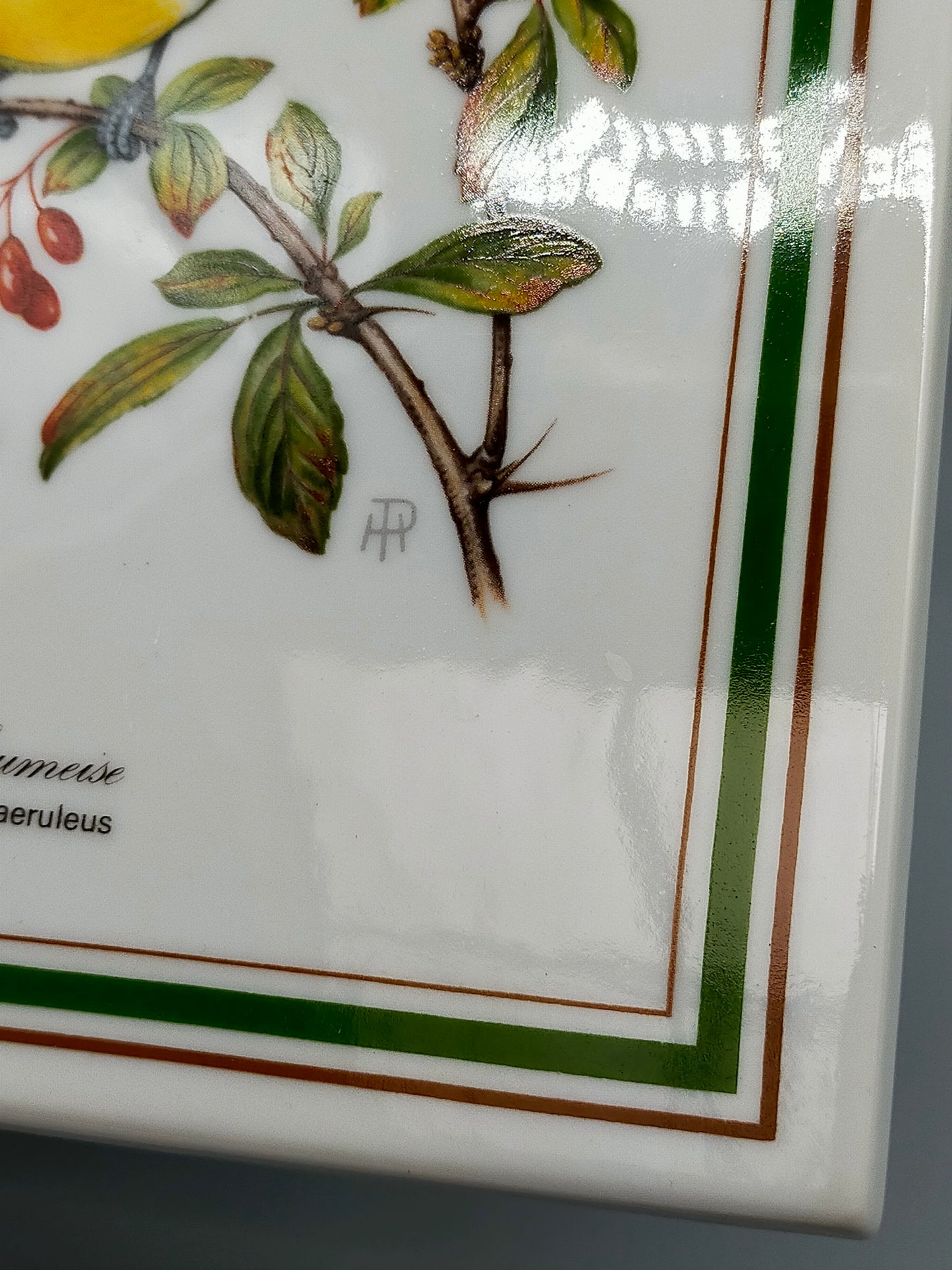 Königliche Porzellanfabrik Tettau Sammelbild Blaumeise Porzellanbild