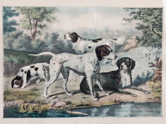 Englische Schule (XIX) A Group of Shooting Dogs Original Lithographie