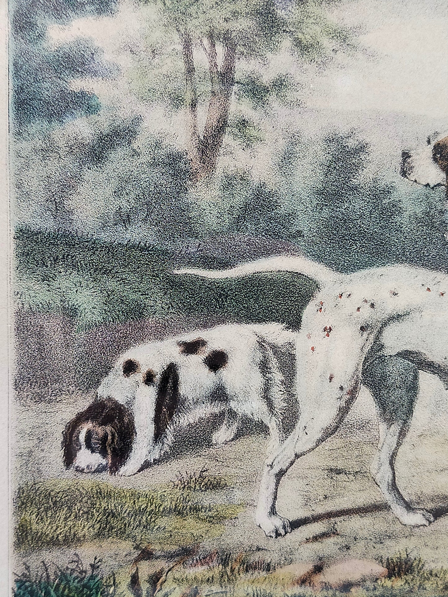 Englische Schule (XIX) A Group of Shooting Dogs Original Lithographie