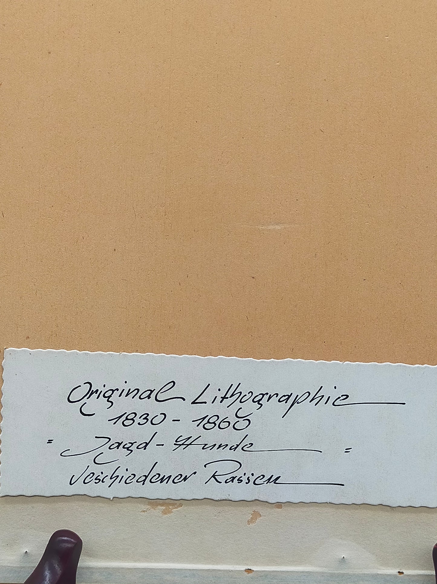Englische Schule (XIX) A Group of Shooting Dogs Original Lithographie