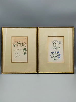 Englische Schule (XVIII) Botanischer Kupferstich Pflanzenstudie