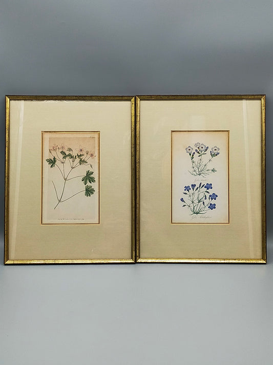 Englische Schule (XVIII) Botanischer Kupferstich Pflanzenstudie