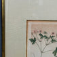 Englische Schule (XVIII) Botanischer Kupferstich Pflanzenstudie