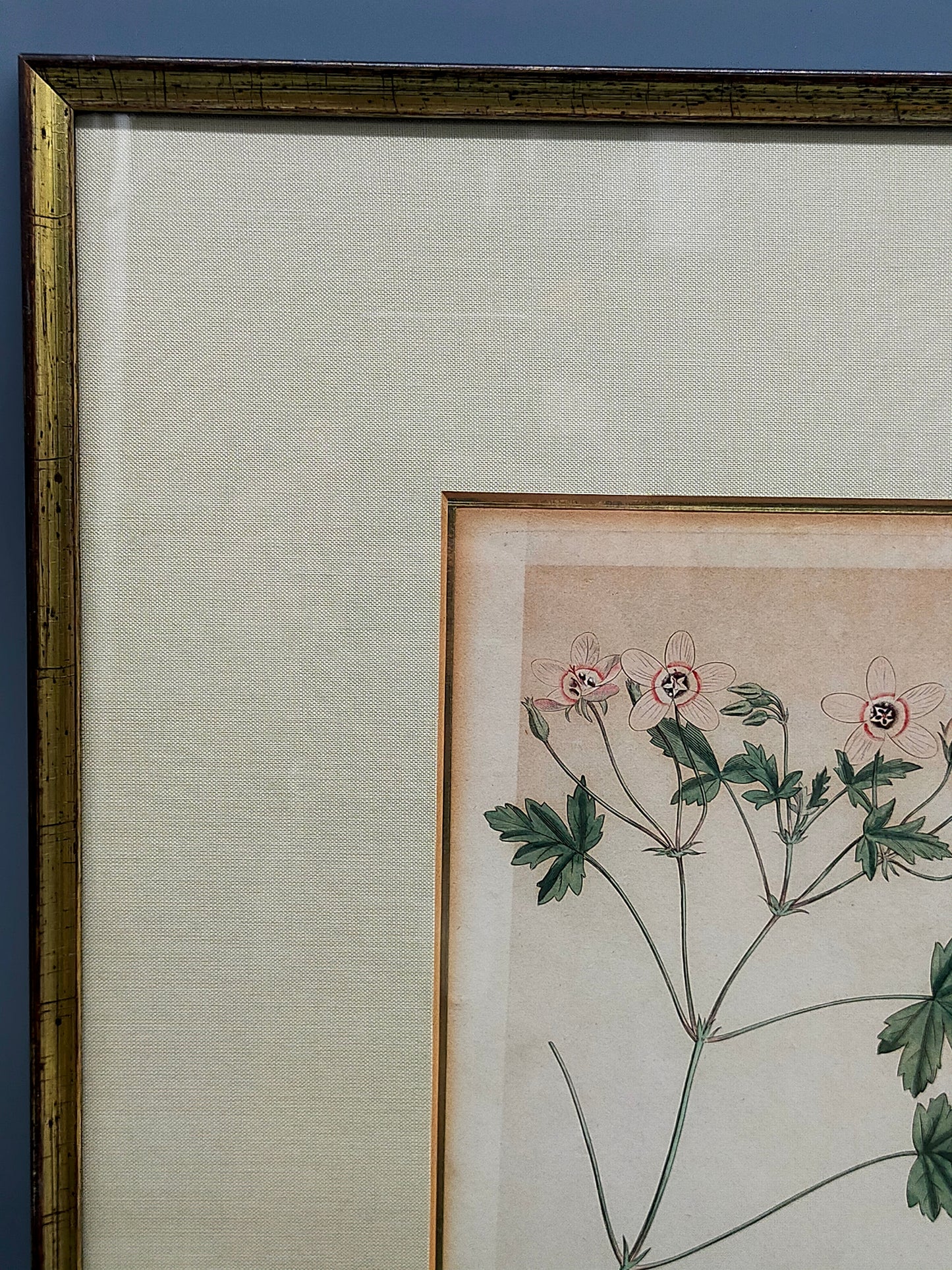 Englische Schule (XVIII) Botanischer Kupferstich Pflanzenstudie