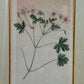 Englische Schule (XVIII) Botanischer Kupferstich Pflanzenstudie
