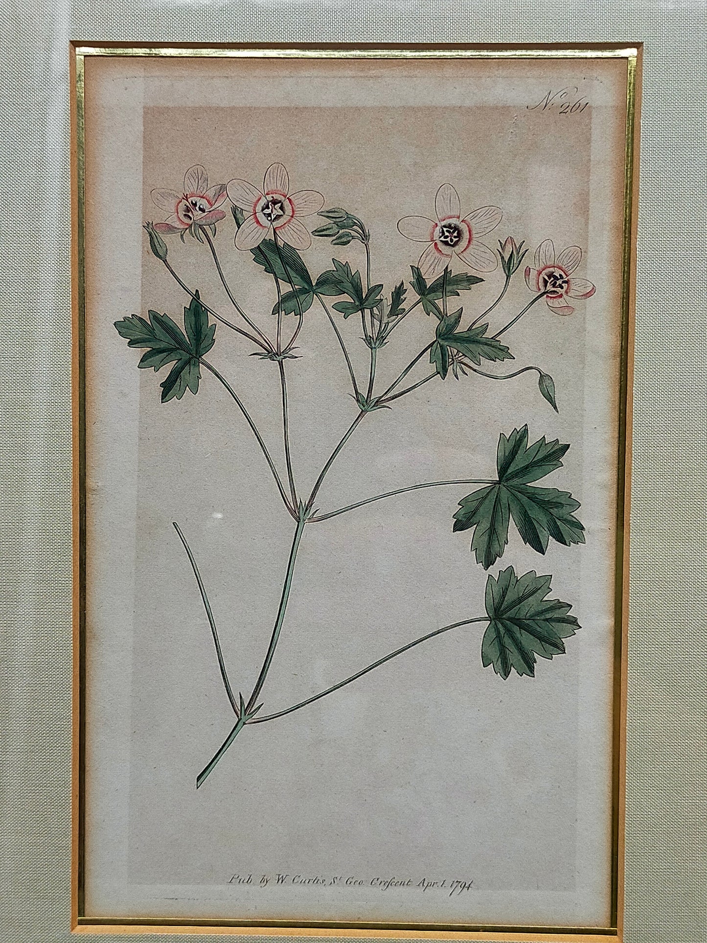 Englische Schule (XVIII) Botanischer Kupferstich Pflanzenstudie