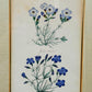 Englische Schule (XVIII) Botanischer Kupferstich Pflanzenstudie