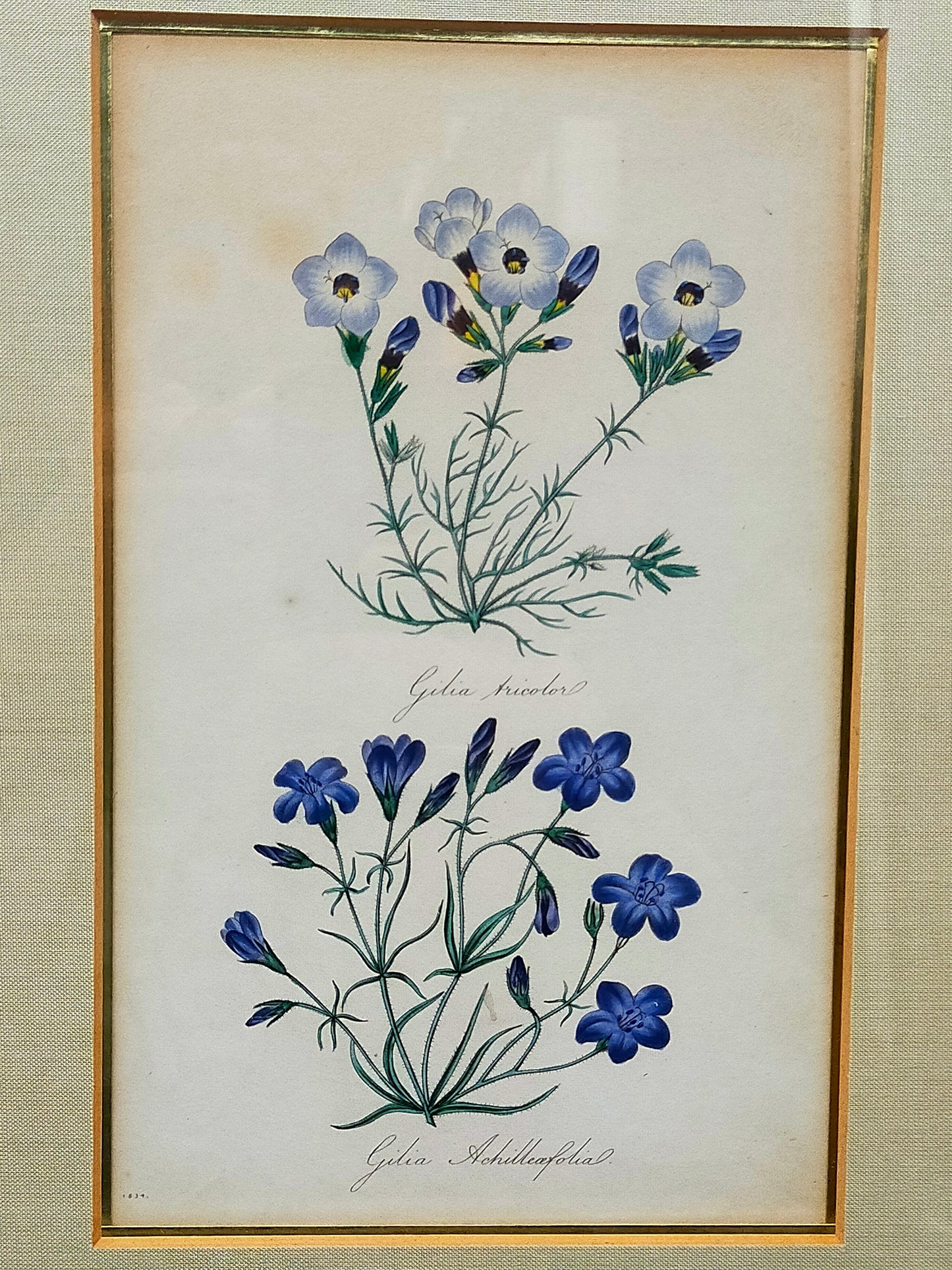 Englische Schule (XVIII) Botanischer Kupferstich Pflanzenstudie