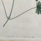 Englische Schule (XVIII) Botanischer Kupferstich Pflanzenstudie