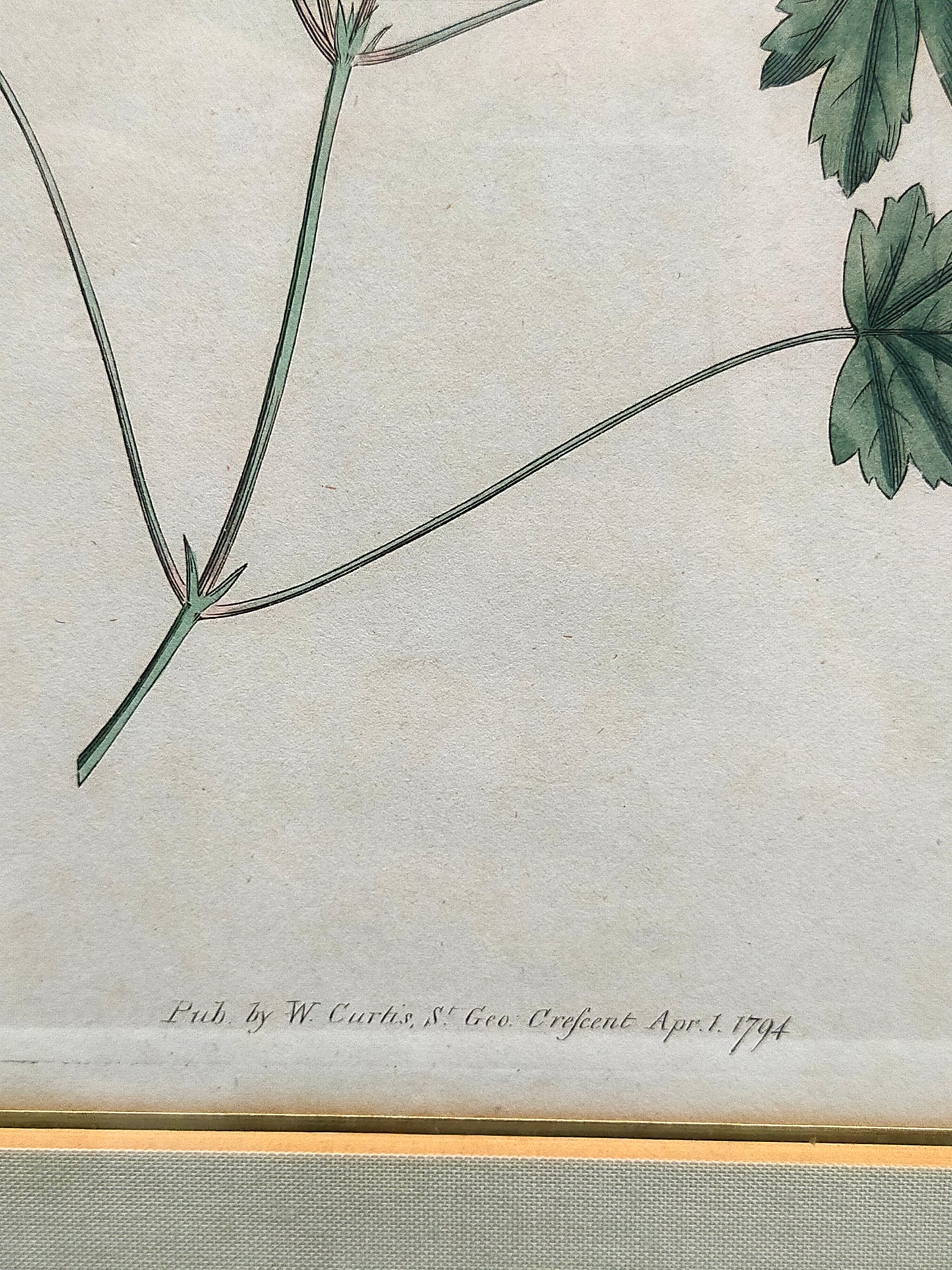 Englische Schule (XVIII) Botanischer Kupferstich Pflanzenstudie