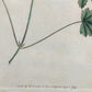 Englische Schule (XVIII) Botanischer Kupferstich Pflanzenstudie