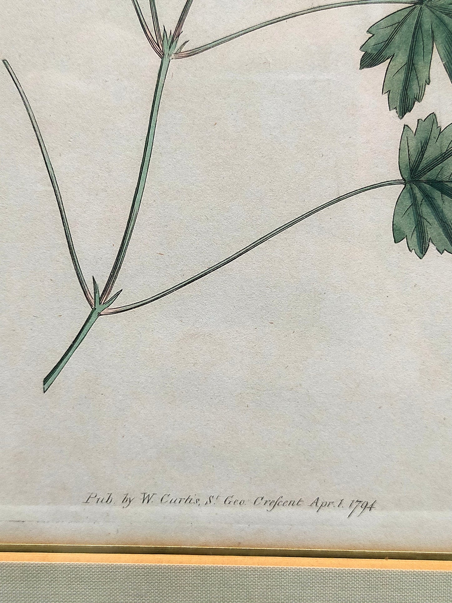 Englische Schule (XVIII) Botanischer Kupferstich Pflanzenstudie