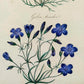 Englische Schule (XVIII) Botanischer Kupferstich Pflanzenstudie
