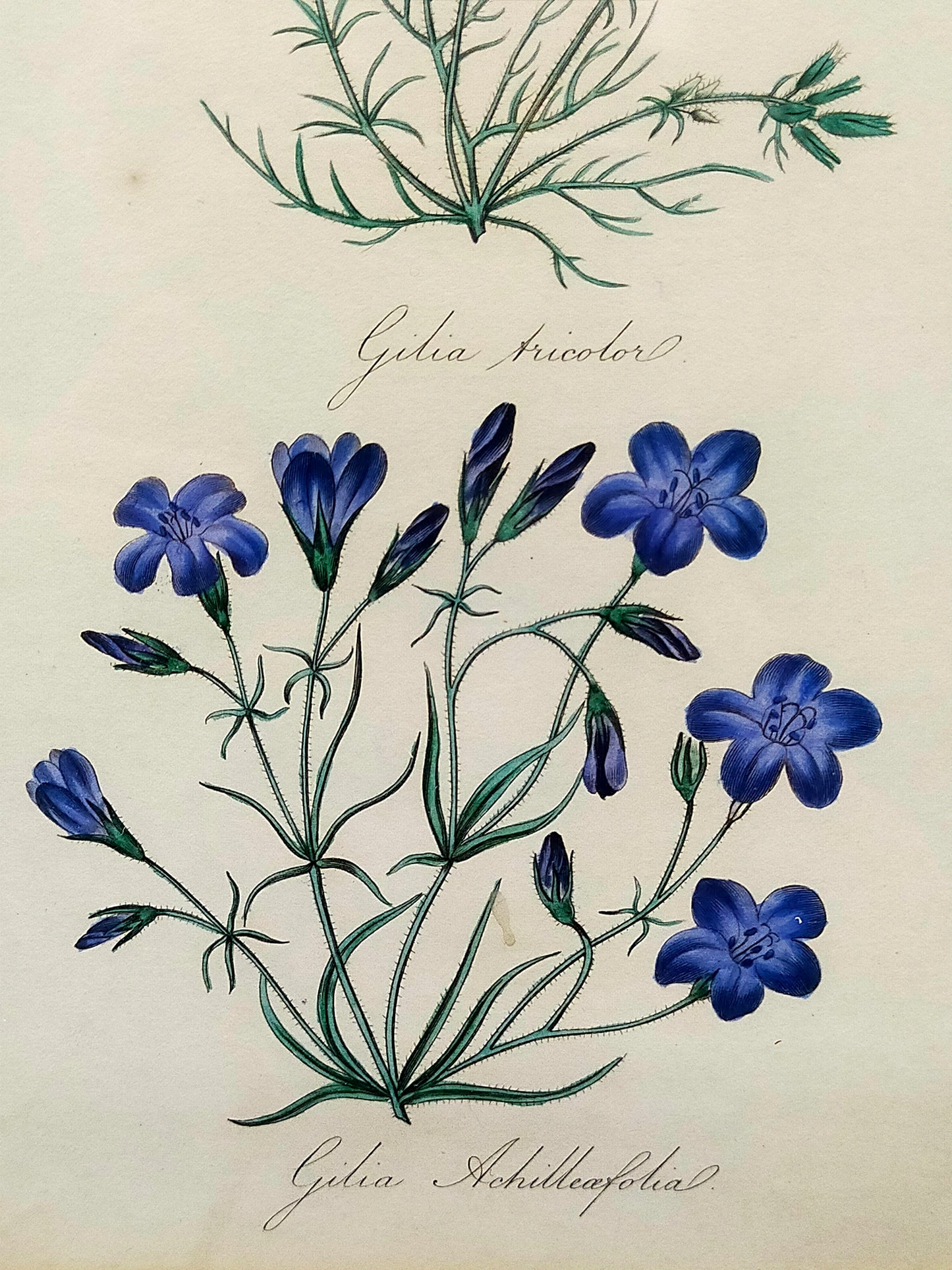 Englische Schule (XVIII) Botanischer Kupferstich Pflanzenstudie