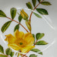 Hutschenreuther Selb Porzellanschale Gelbe Rose Goldrand