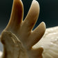Elegante Hutschenreuther Porzellanfigur Einfallender Schwan Kunstabteilung