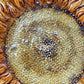 Großer Keramik Wandteller – Sonnenblume Relief Studio Keramik