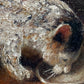 Europäische Schule (XIX) – Trinkende Katze – Historische Tiermalerei
