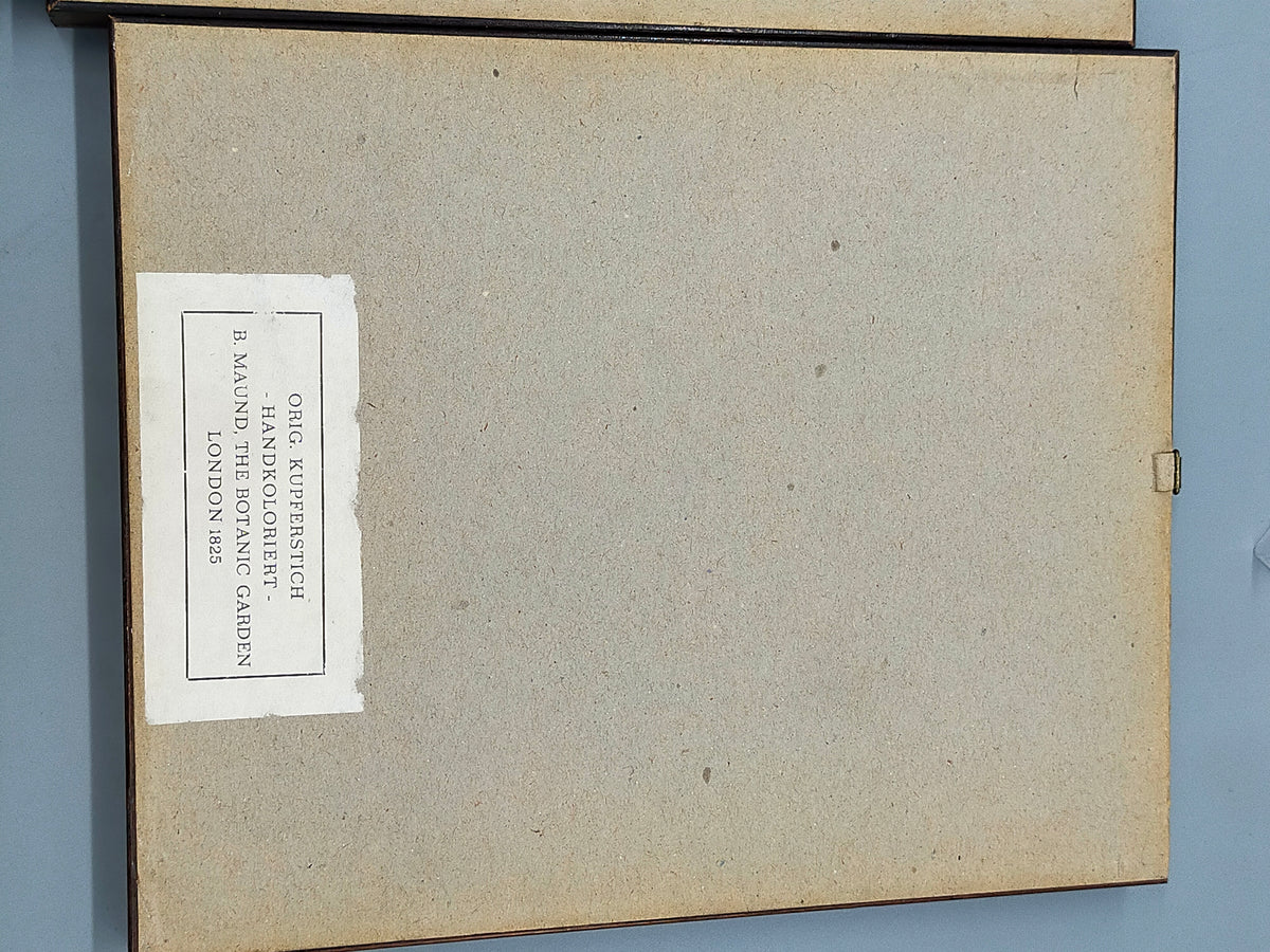B. Maund Set von 4 Antike Handkolorierte Kupferstiche Botanik 1825