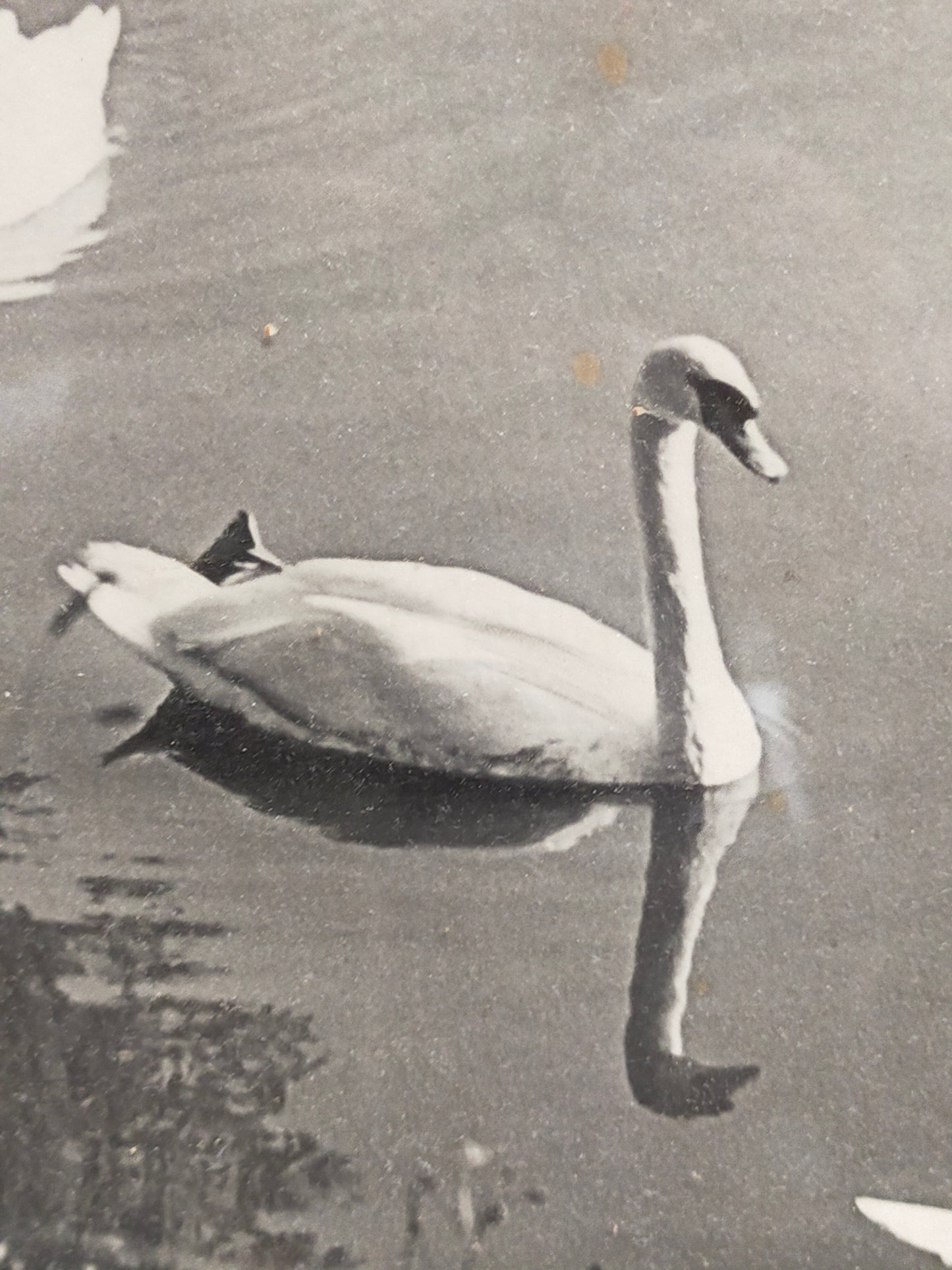 Deutsche Schule (XX) – Im Stadtpark – Schwanenszene mit Bäumen