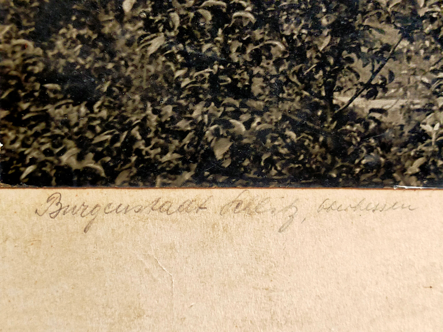 Deutsche Schule (XX) – Im Stadtpark – Schwanenszene mit Bäumen