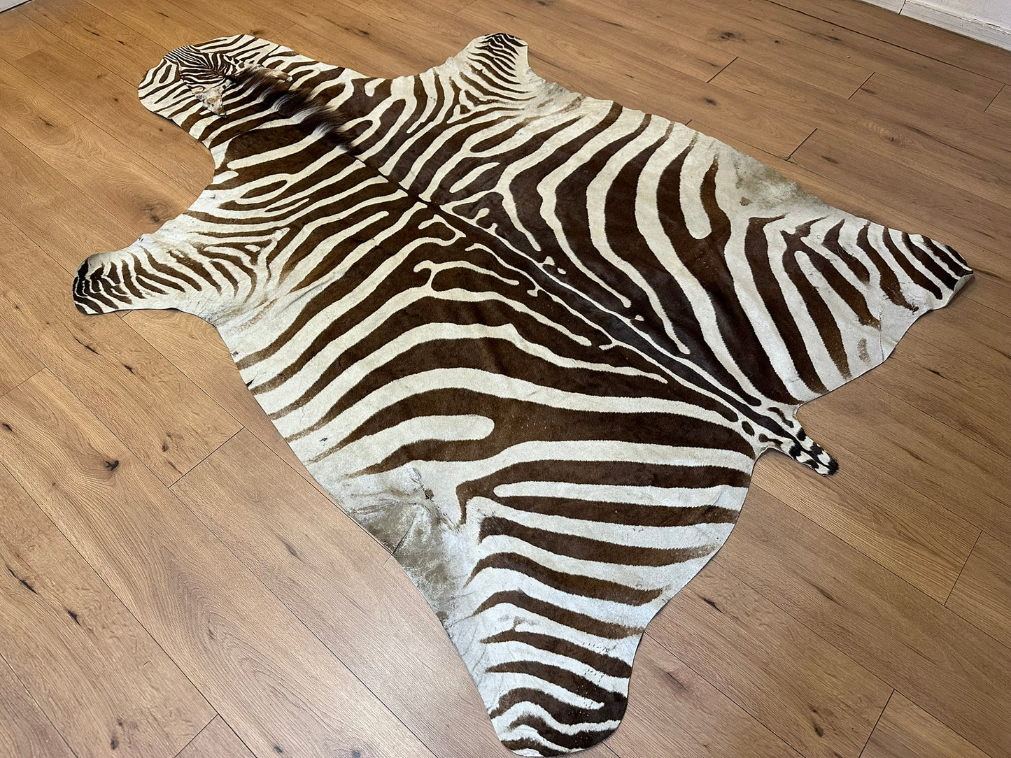 Orientteppich  Zebra Fell Echt 242x163 cm