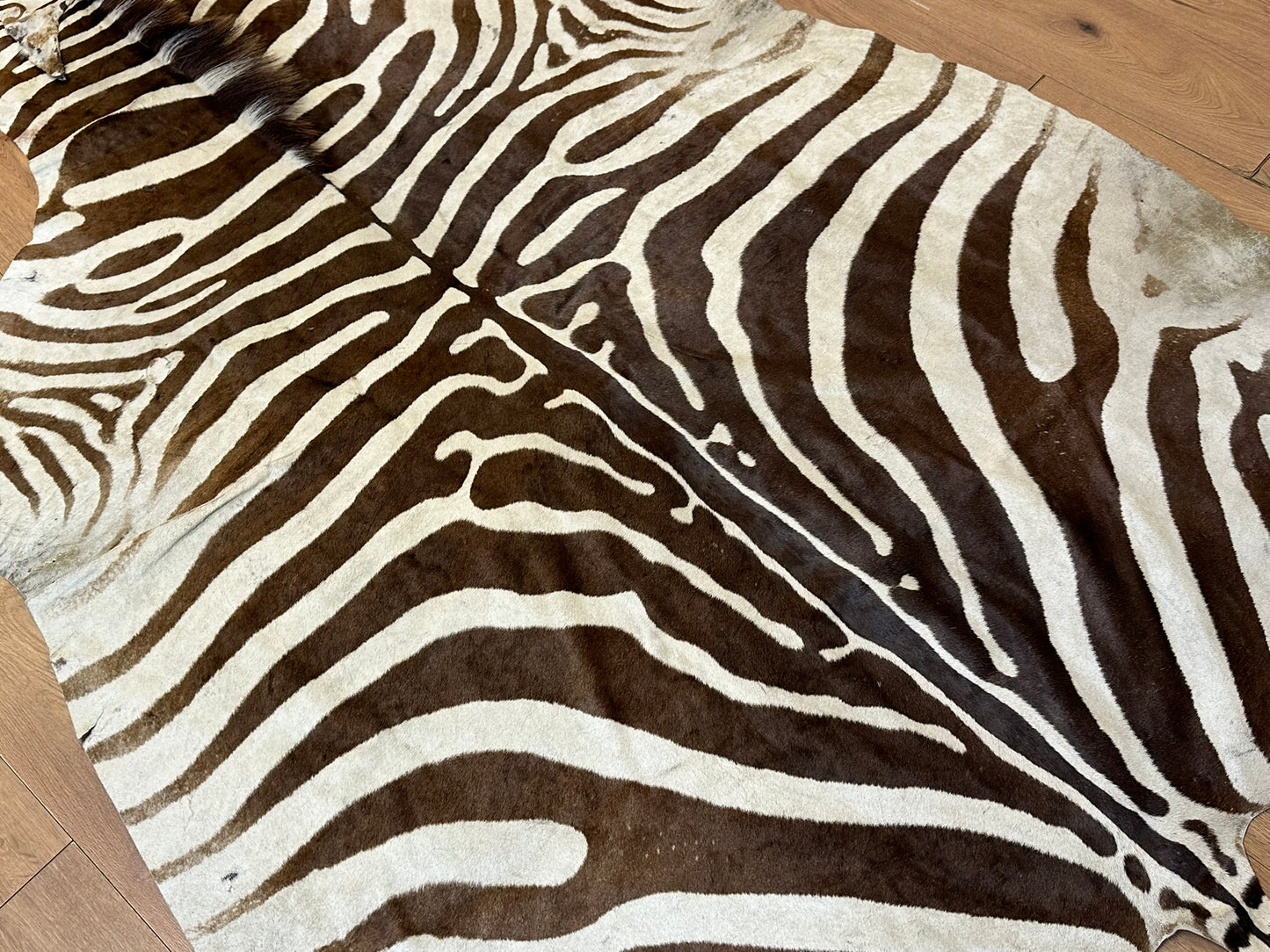 Orientteppich  Zebra Fell Echt 242x163 cm