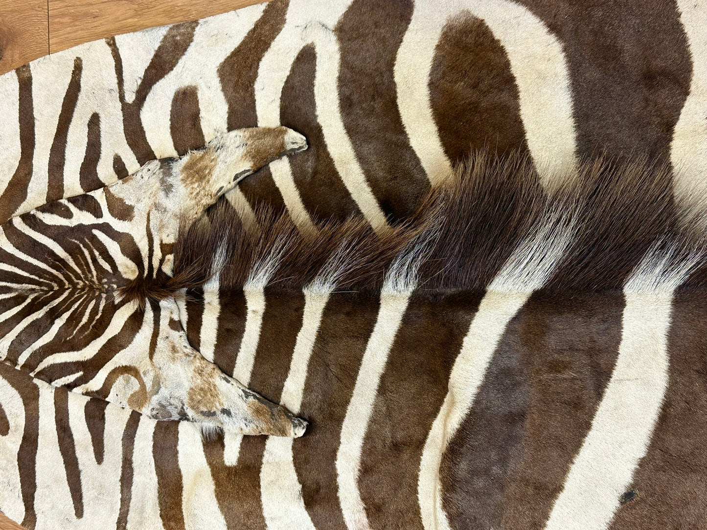 Orientteppich  Zebra Fell Echt 242x163 cm