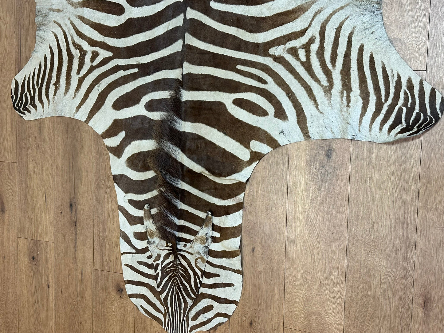 Orientteppich  Zebra Fell Echt 242x163 cm