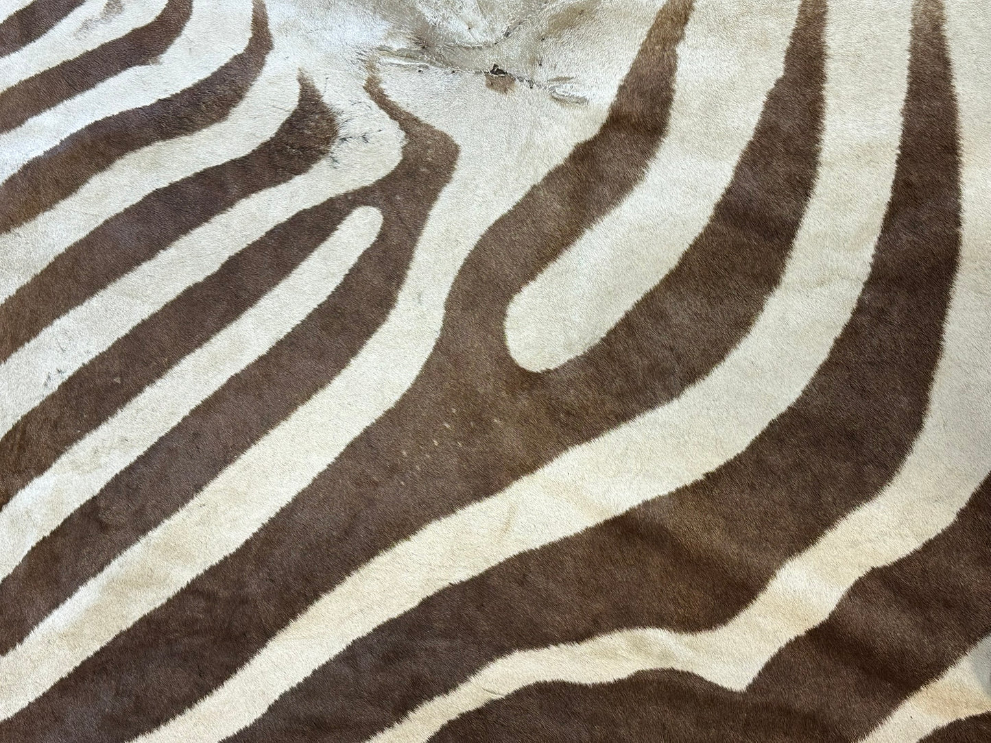 Orientteppich  Zebra Fell Echt 242x163 cm