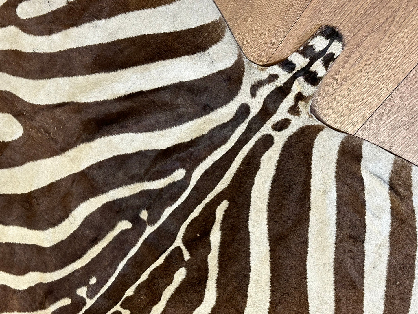 Orientteppich  Zebra Fell Echt 242x163 cm