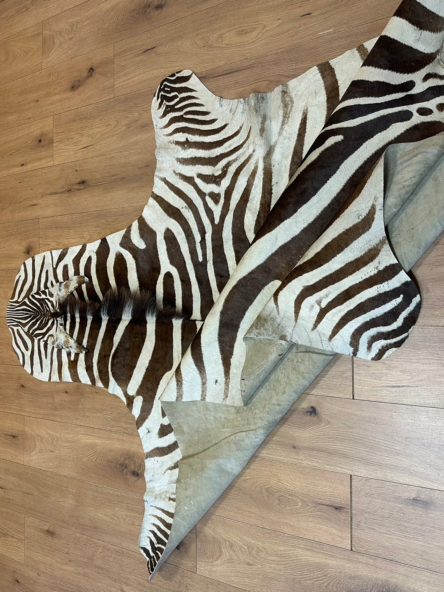 Orientteppich  Zebra Fell Echt 242x163 cm