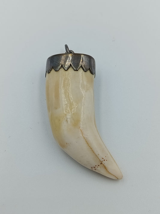 Vintage Wildschwein- oder Keilerzahn-Anhänger mit Silberfassung