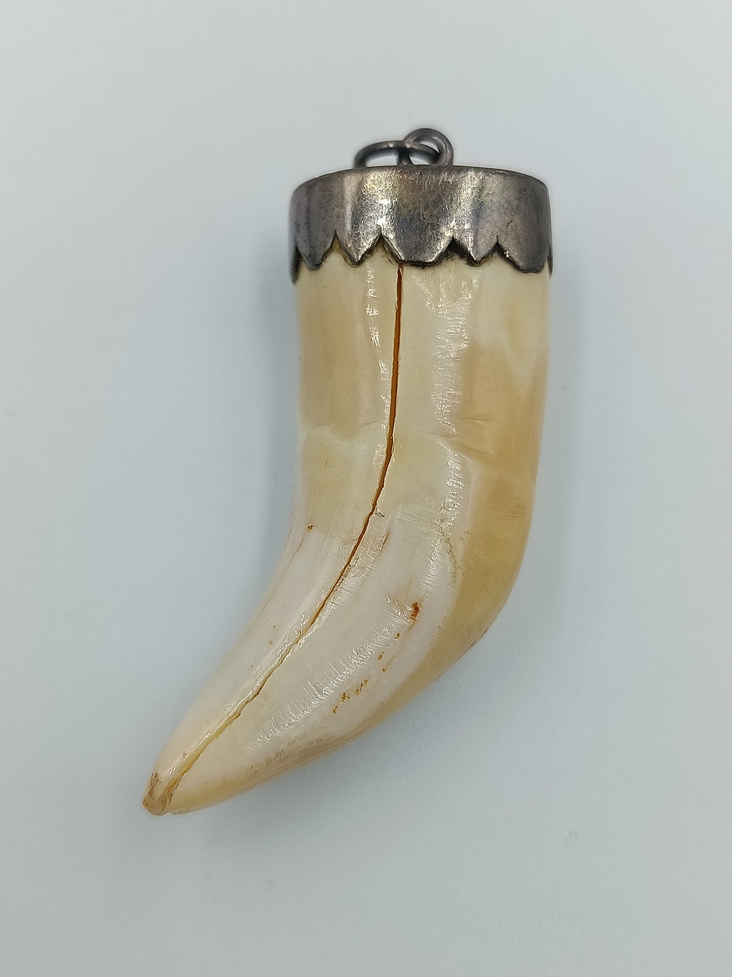 Vintage Wildschwein- oder Keilerzahn-Anhänger mit Silberfassung
