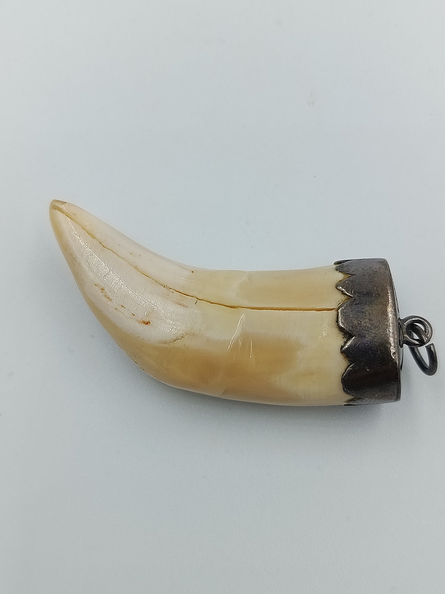 Vintage Wildschwein- oder Keilerzahn-Anhänger mit Silberfassung