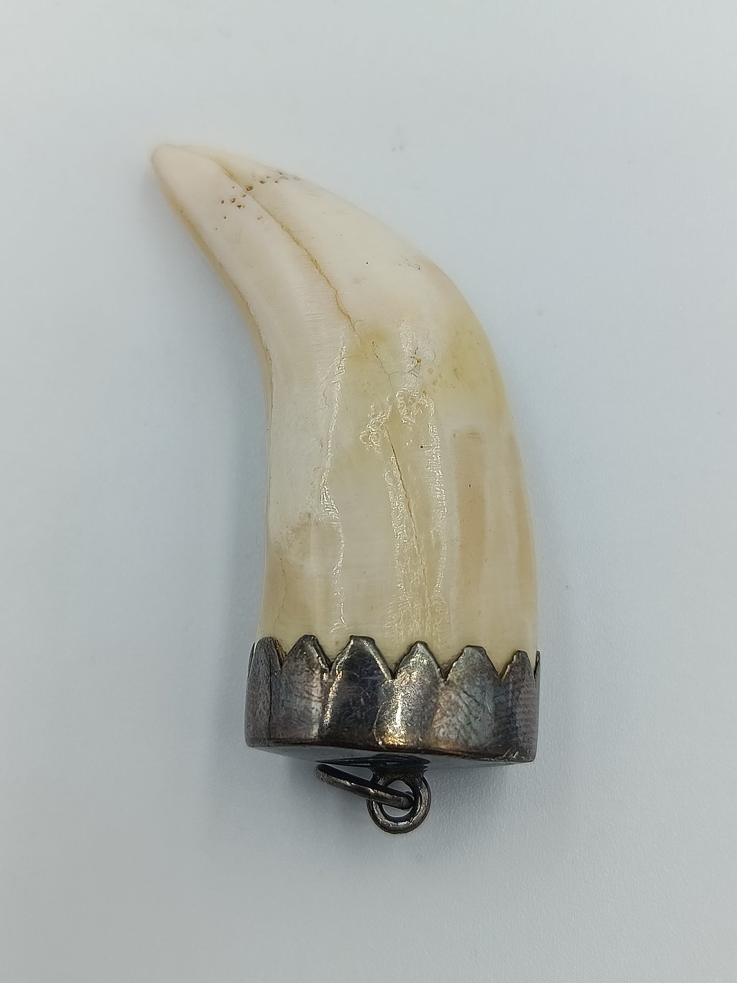 Vintage Wildschwein- oder Keilerzahn-Anhänger mit Silberfassung