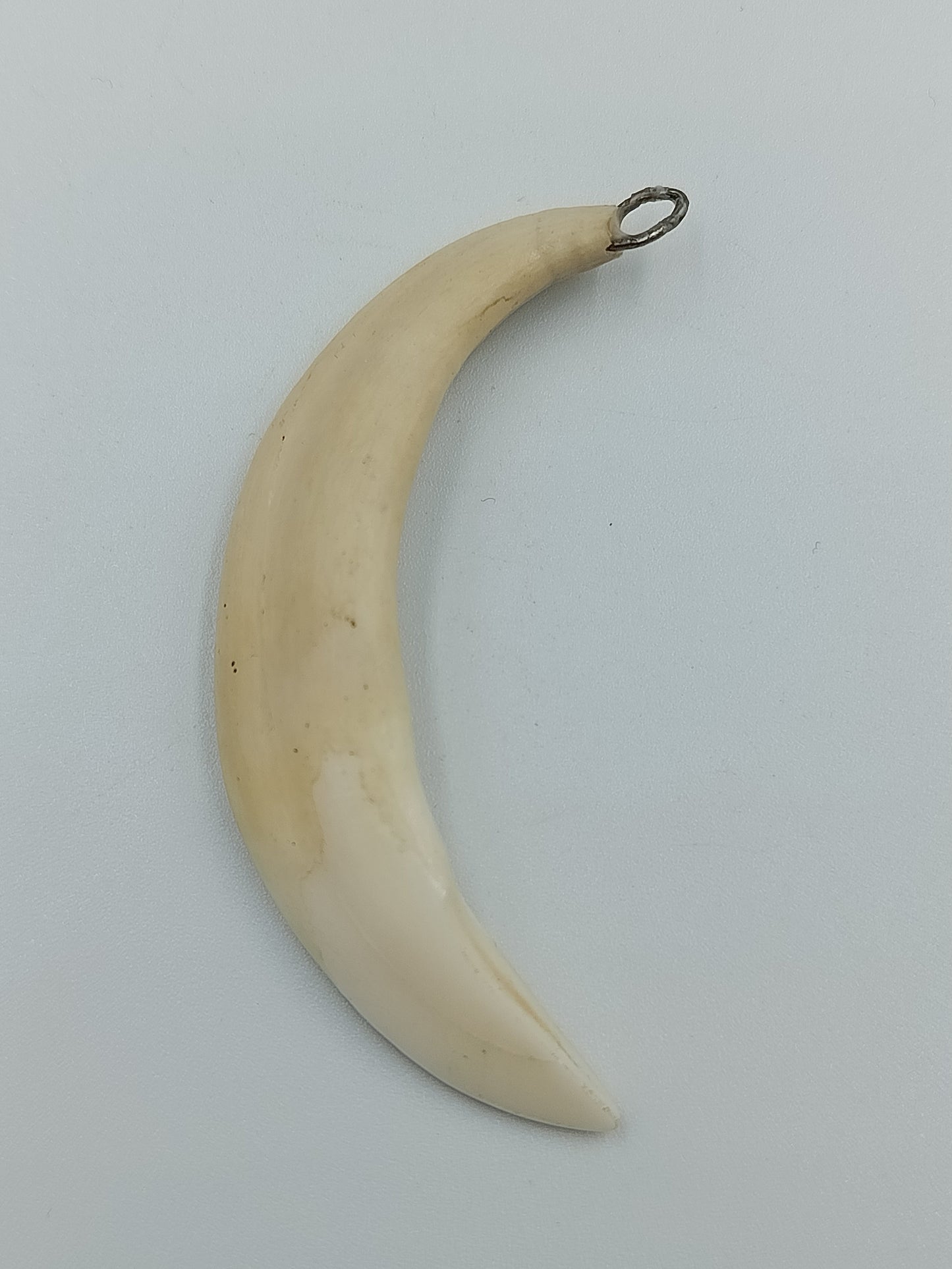 Naturbelassener Wildschweinzahn-Anhänger