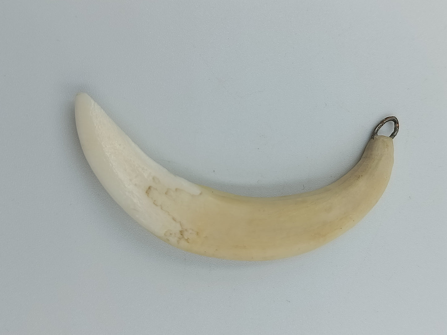 Naturbelassener Wildschweinzahn-Anhänger